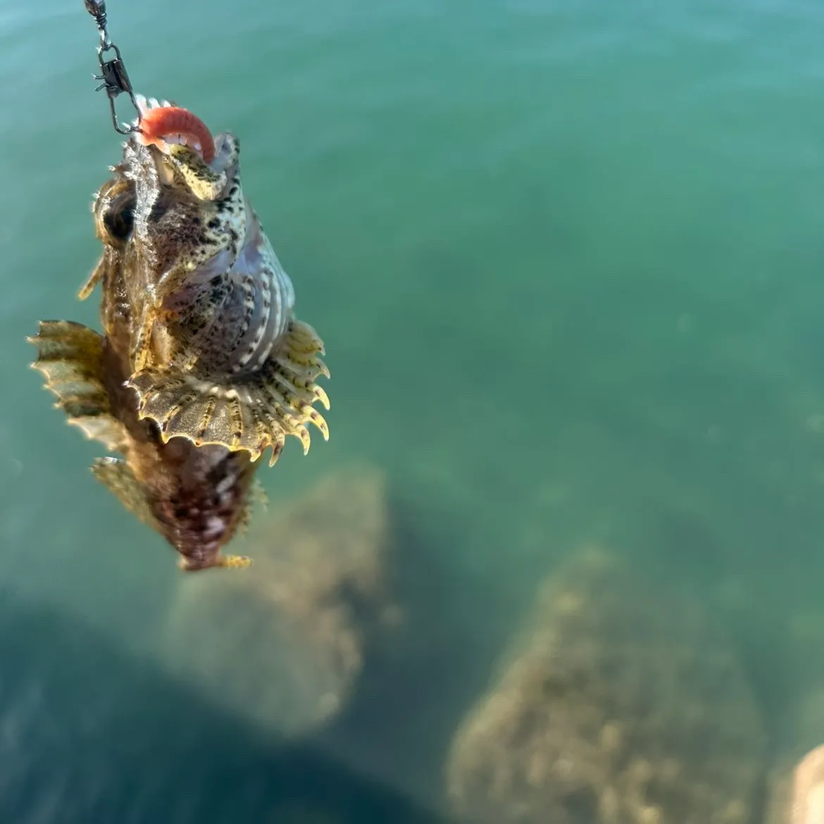most liked catch image