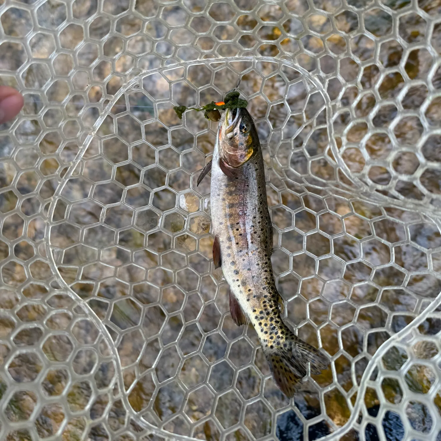 The most recent Bonneville cutthroat trout catches on Fishbrain