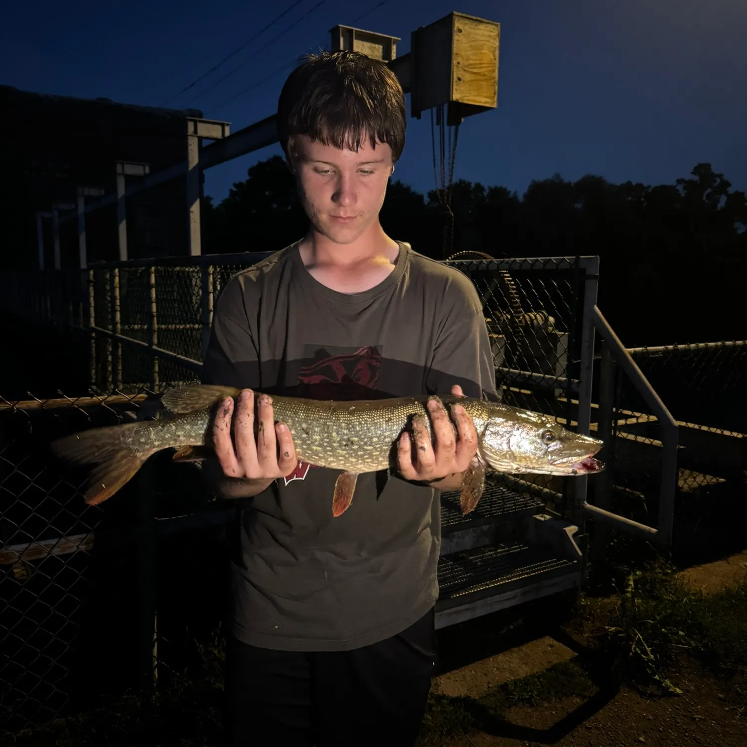 Northern pike caught on Fishbrain