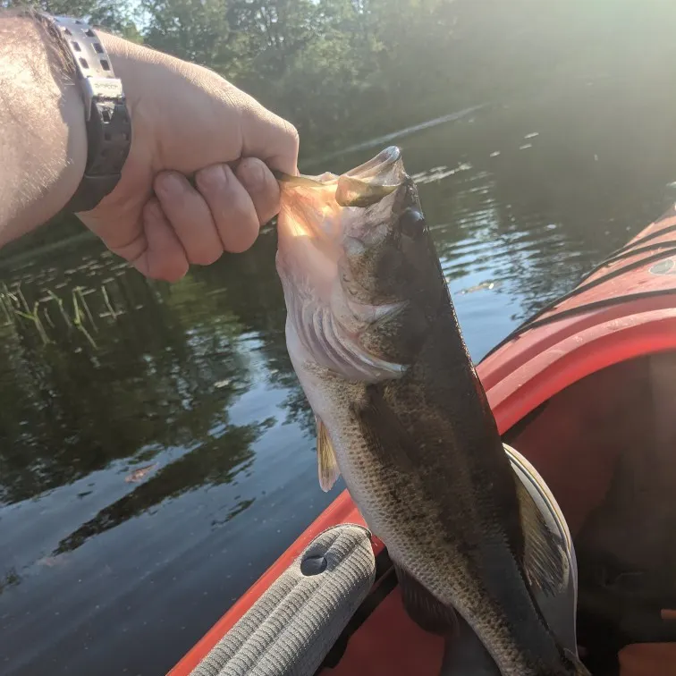 angler catch