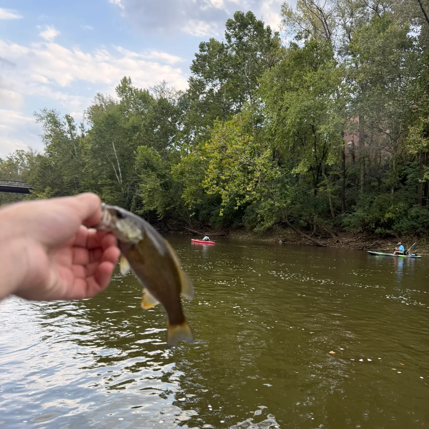 Smallmouth bass caught on Fishbrain