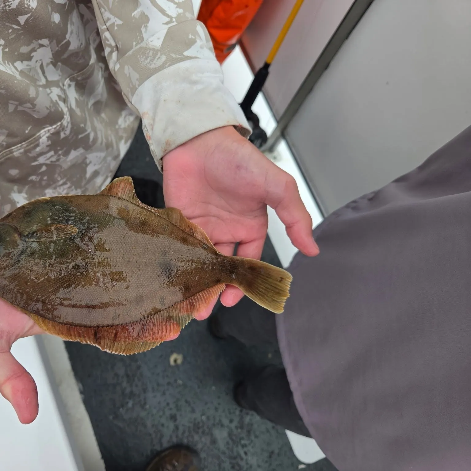 The most recent European plaice catches on Fishbrain