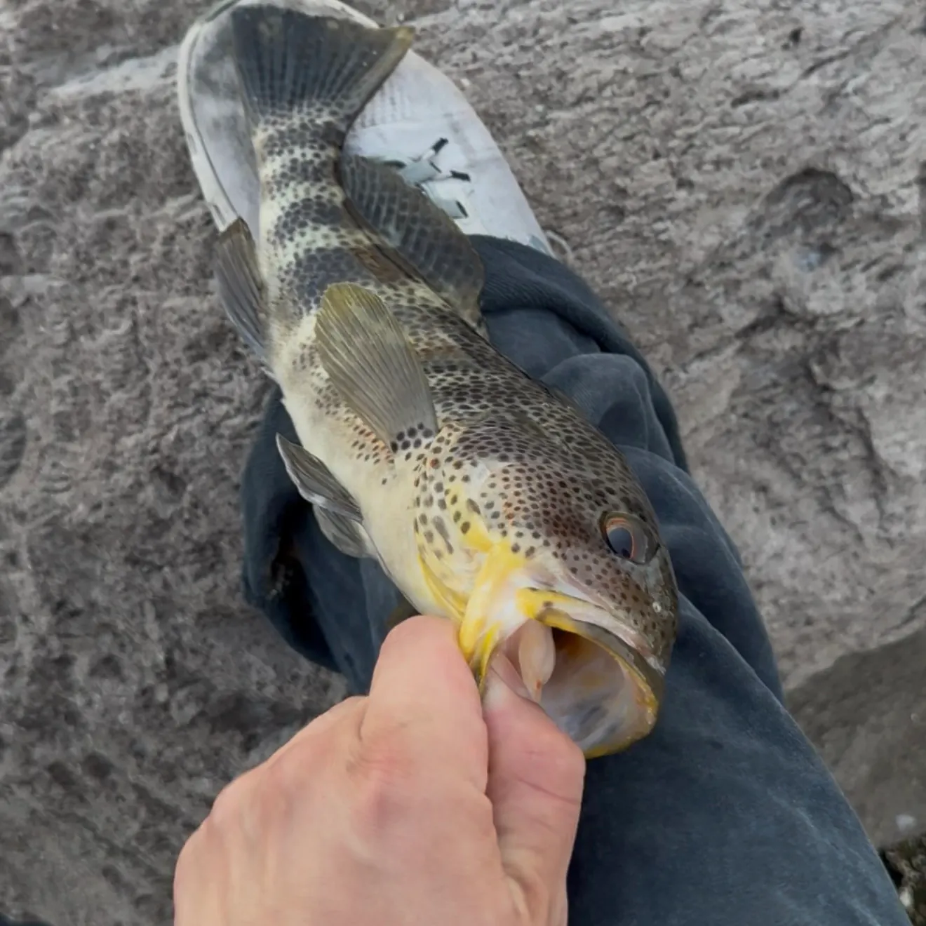 Spotted sand bass caught on Fishbrain