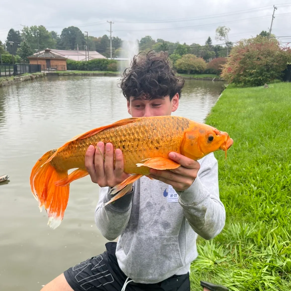Koi carp caught on Fishbrain