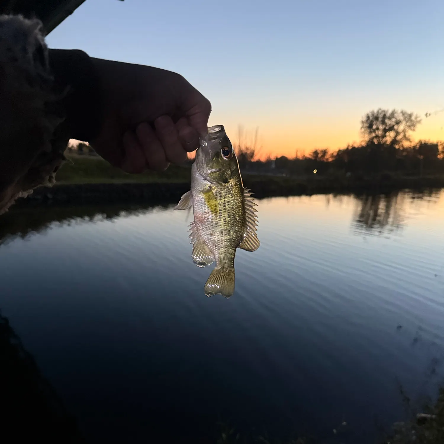 Rock bass caught on Fishbrain