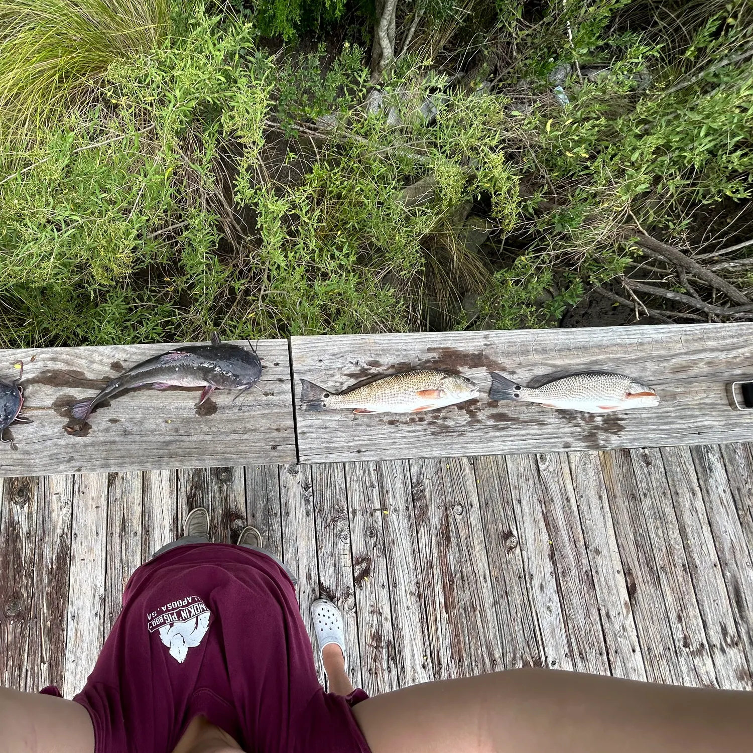 recently logged catches