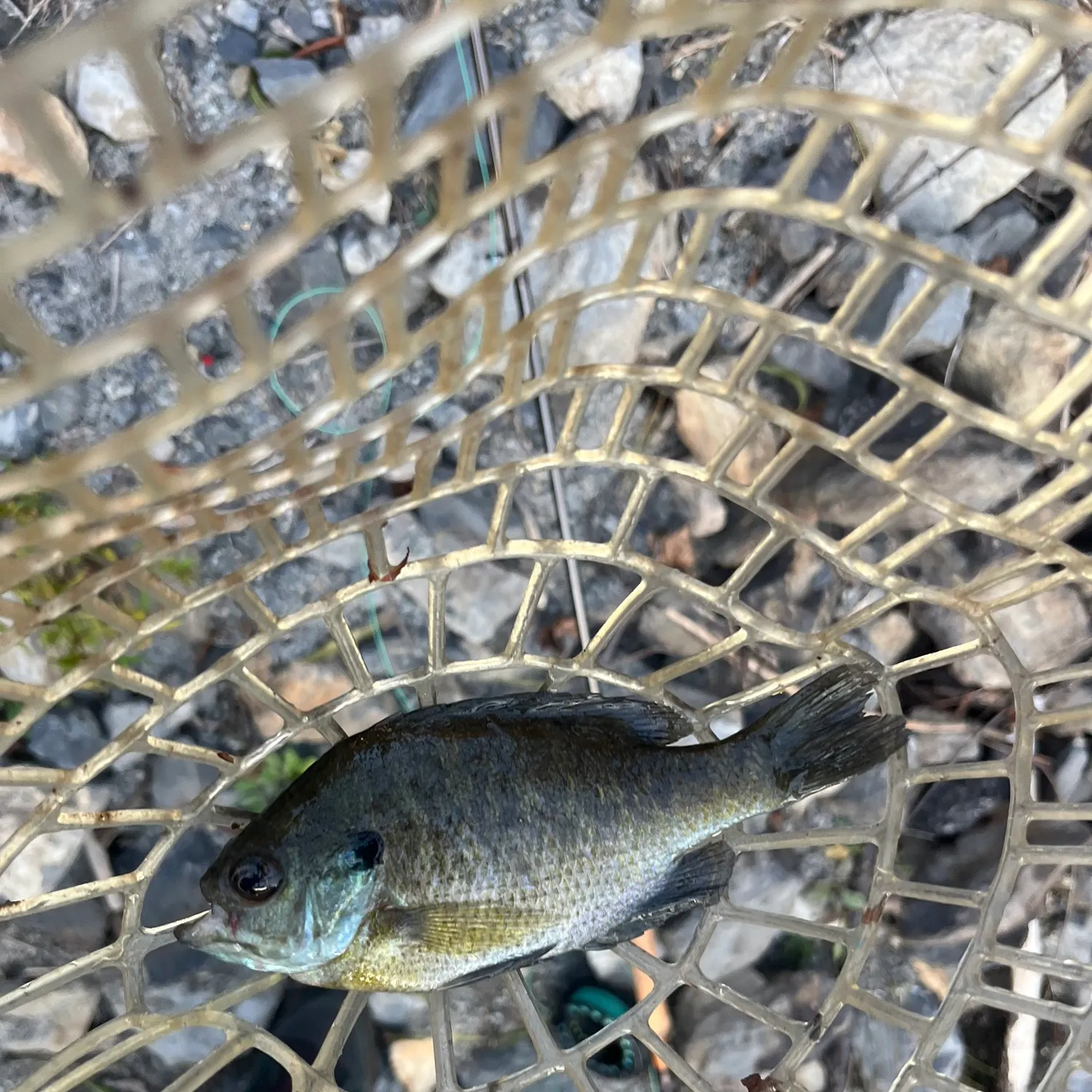Bluegill caught on Fishbrain