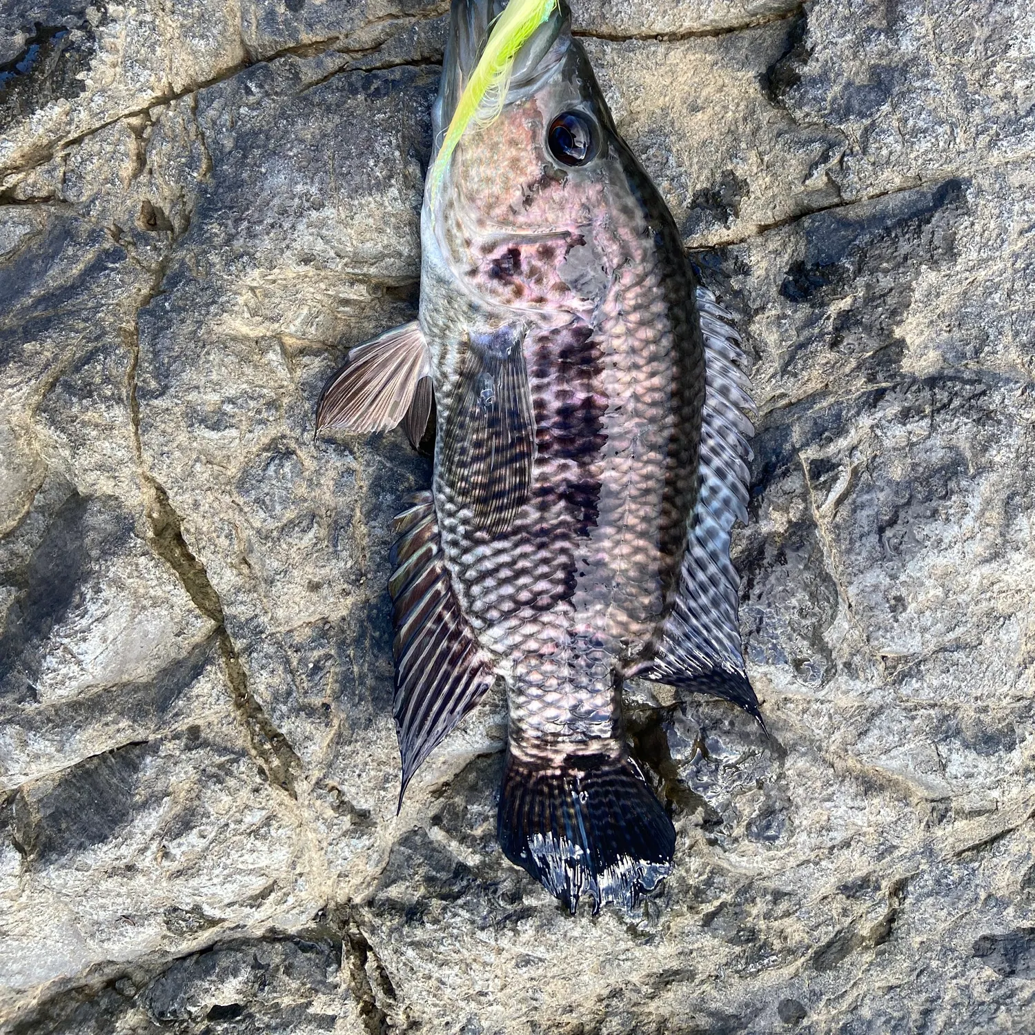 The most recent Wolf cichlid catches on Fishbrain
