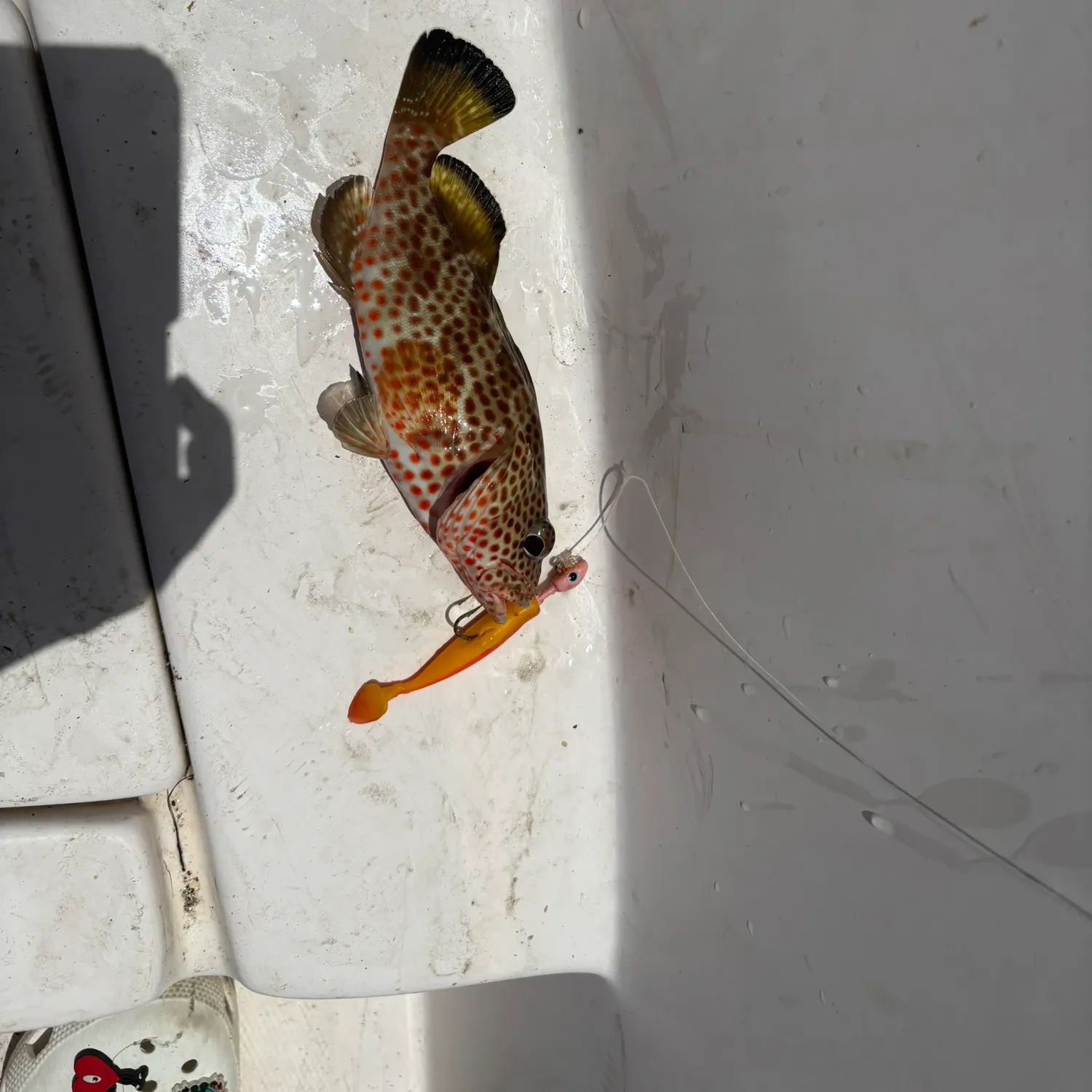 The most recent Red hind grouper catches on Fishbrain