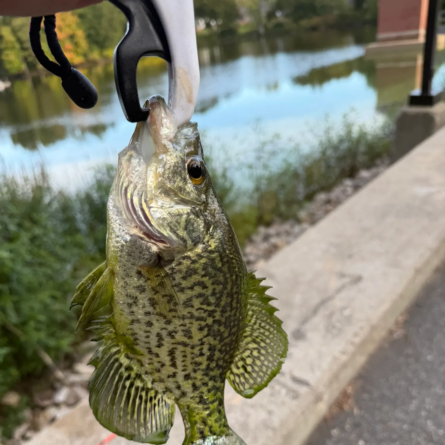 Black crappie caught on Fishbrain