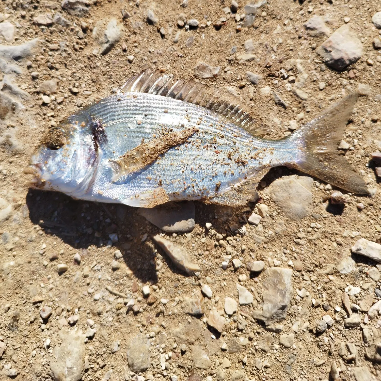 The most recent Gilthead seabream catches on Fishbrain