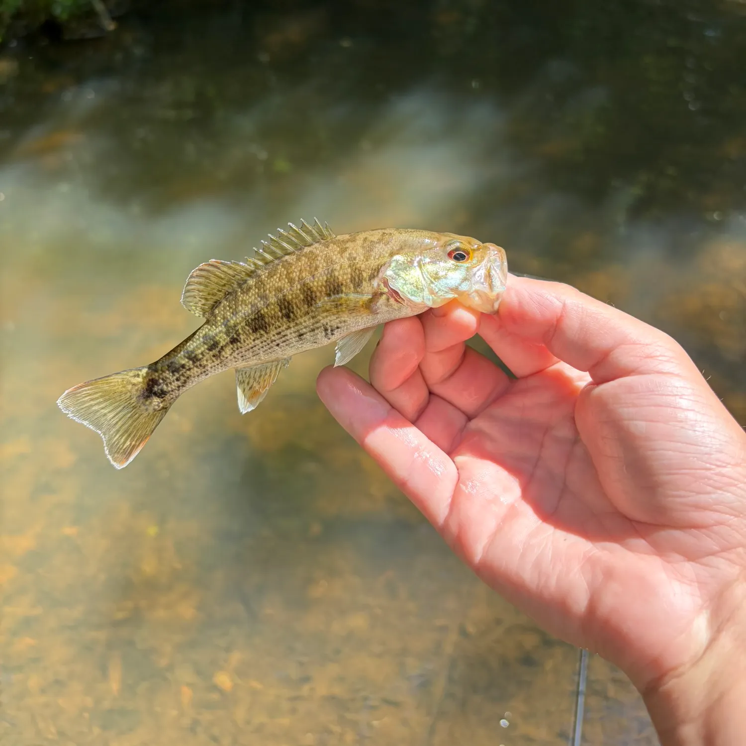The most recent Bartram's bass catches on Fishbrain