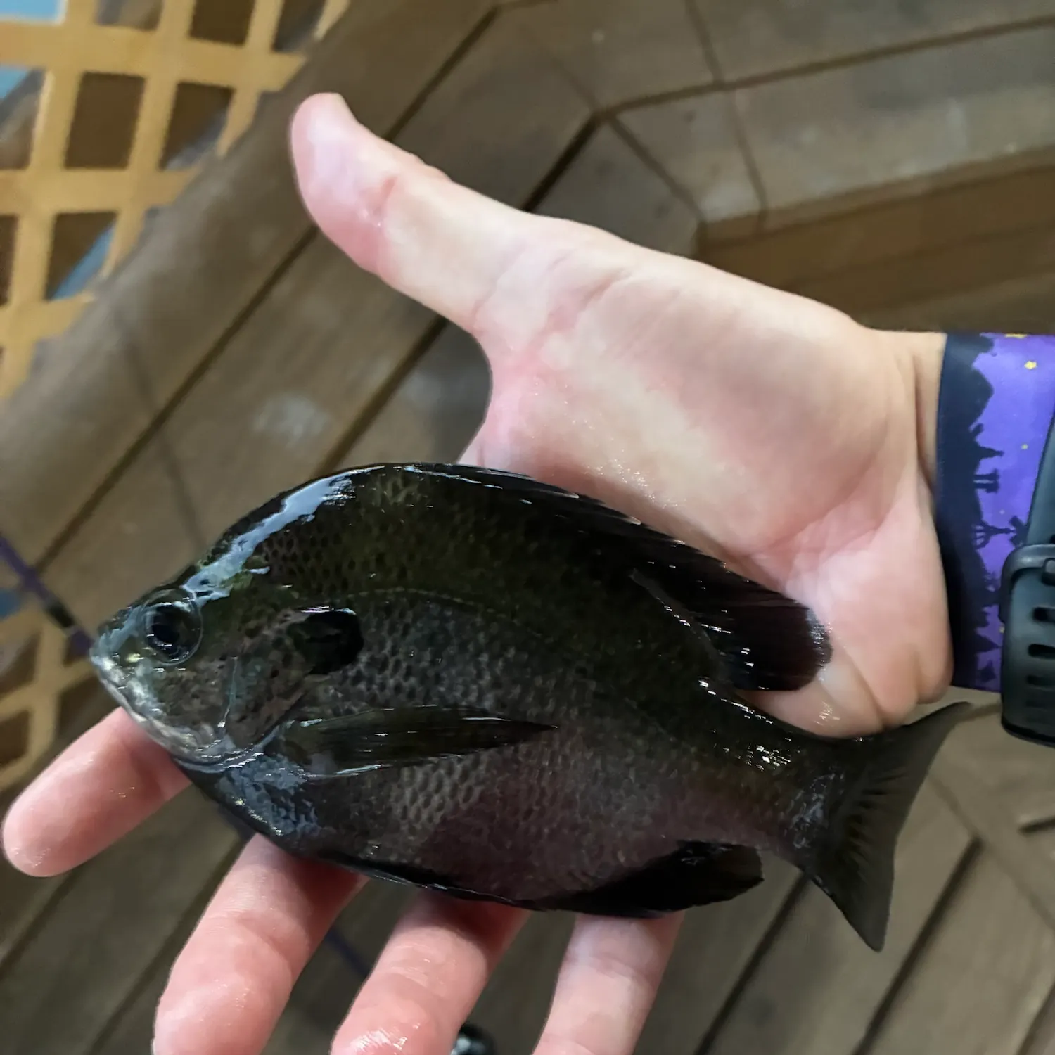Bluegill caught on Fishbrain