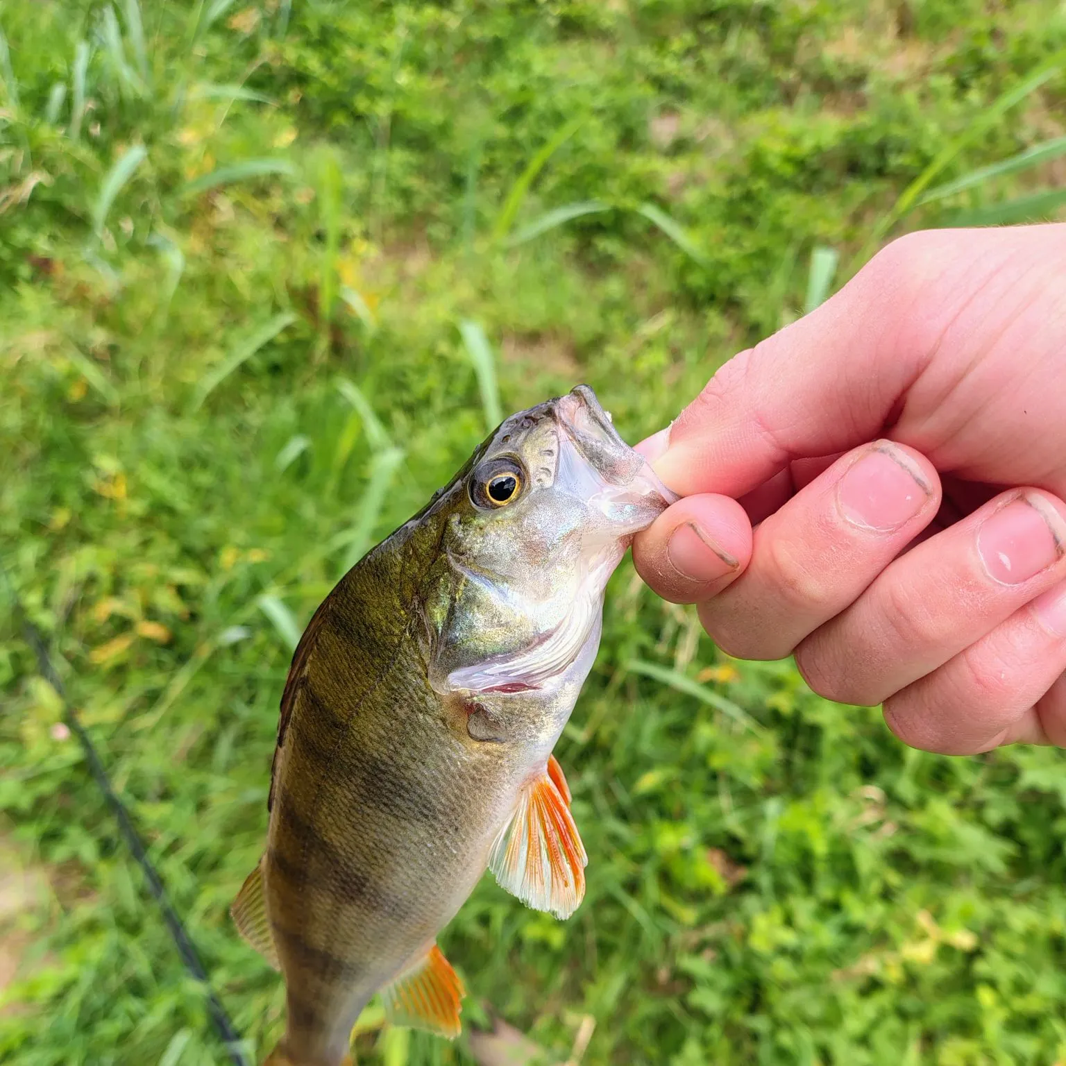 European perch caught on Fishbrain