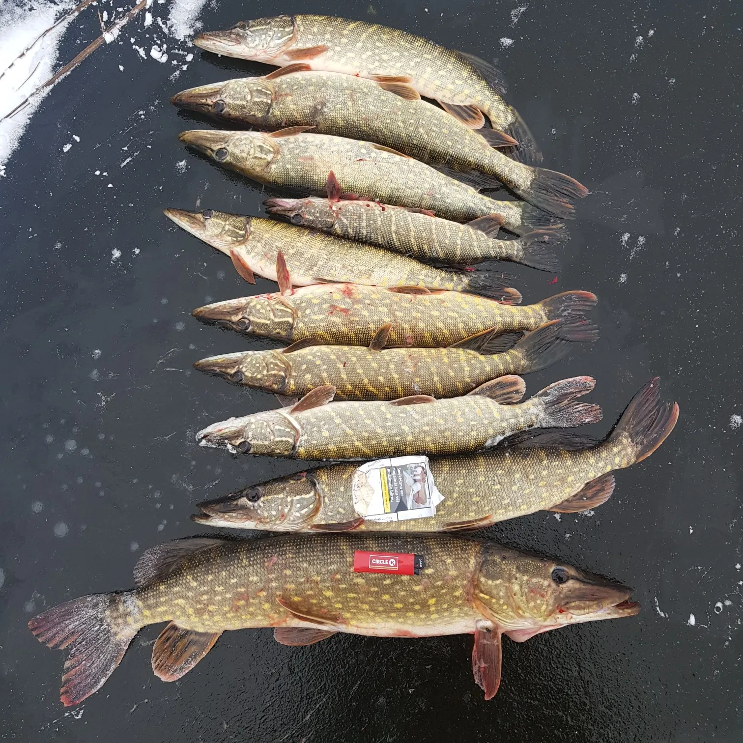 recently logged catches