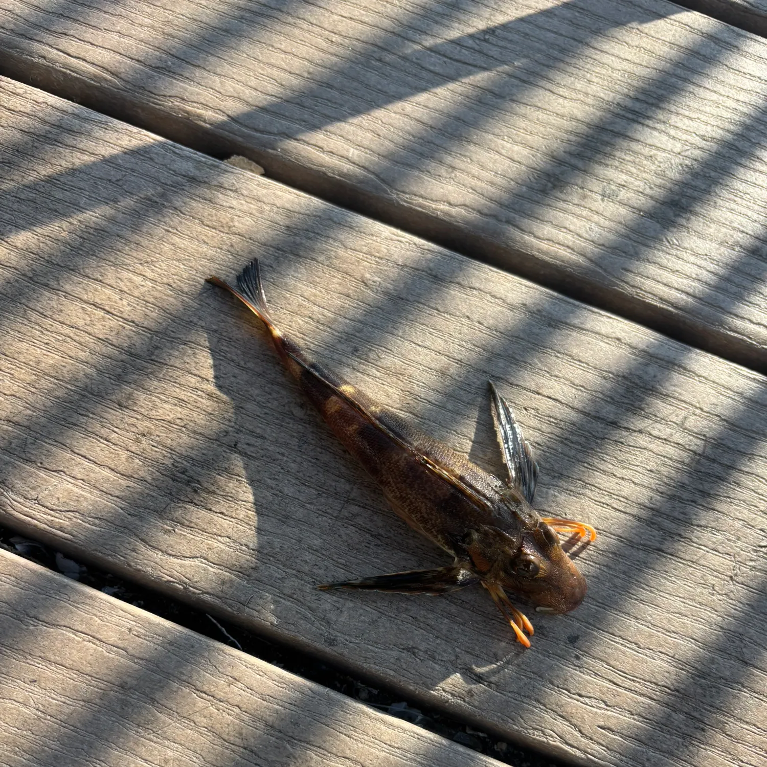 The most recent Northern searobin catches on Fishbrain