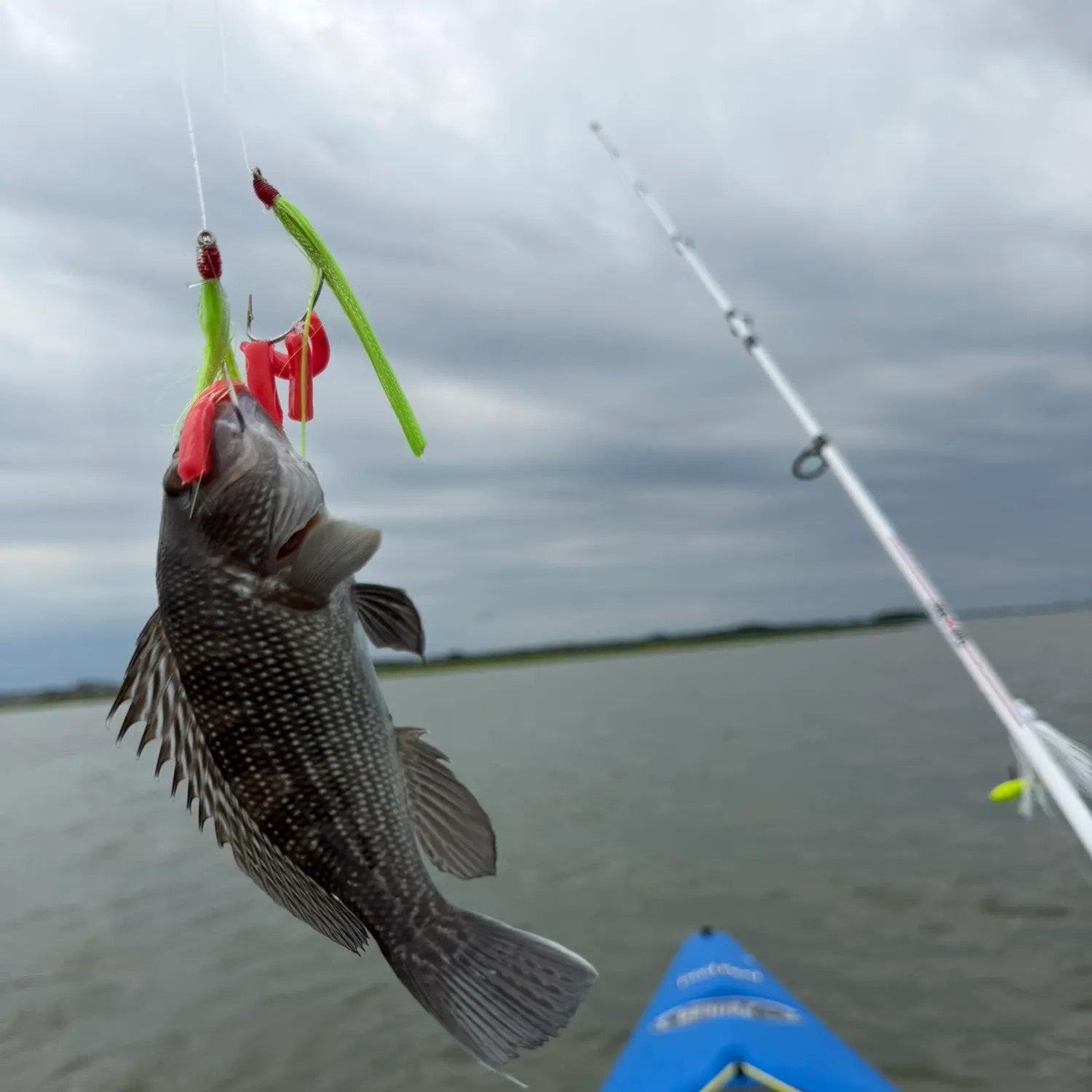 Black sea bass caught on Fishbrain