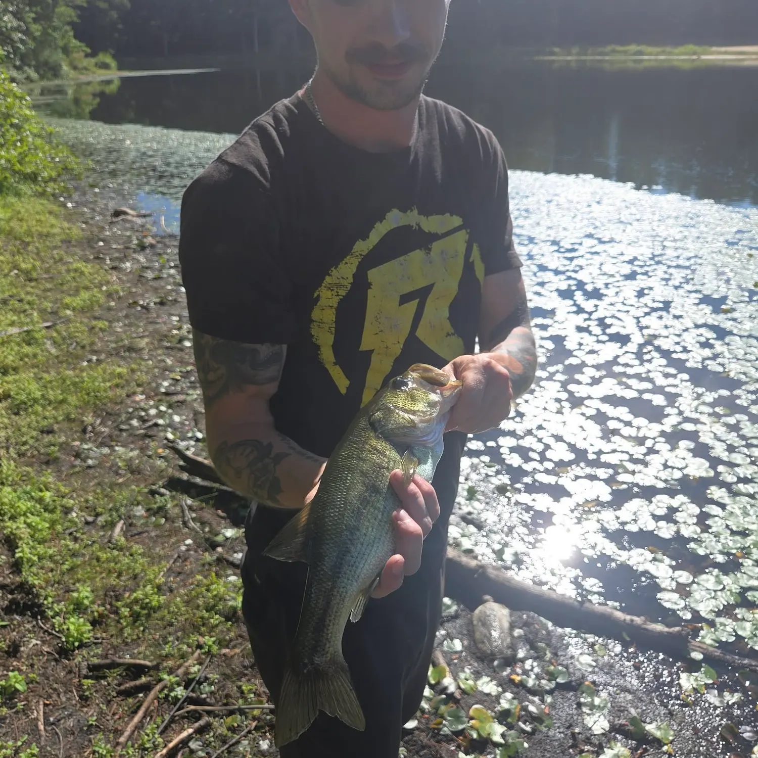 Largemouth bass caught on Fishbrain
