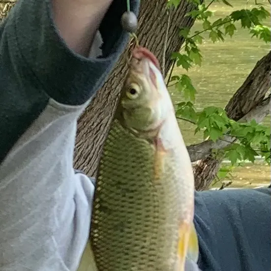 Golden shiner caught on Fishbrain