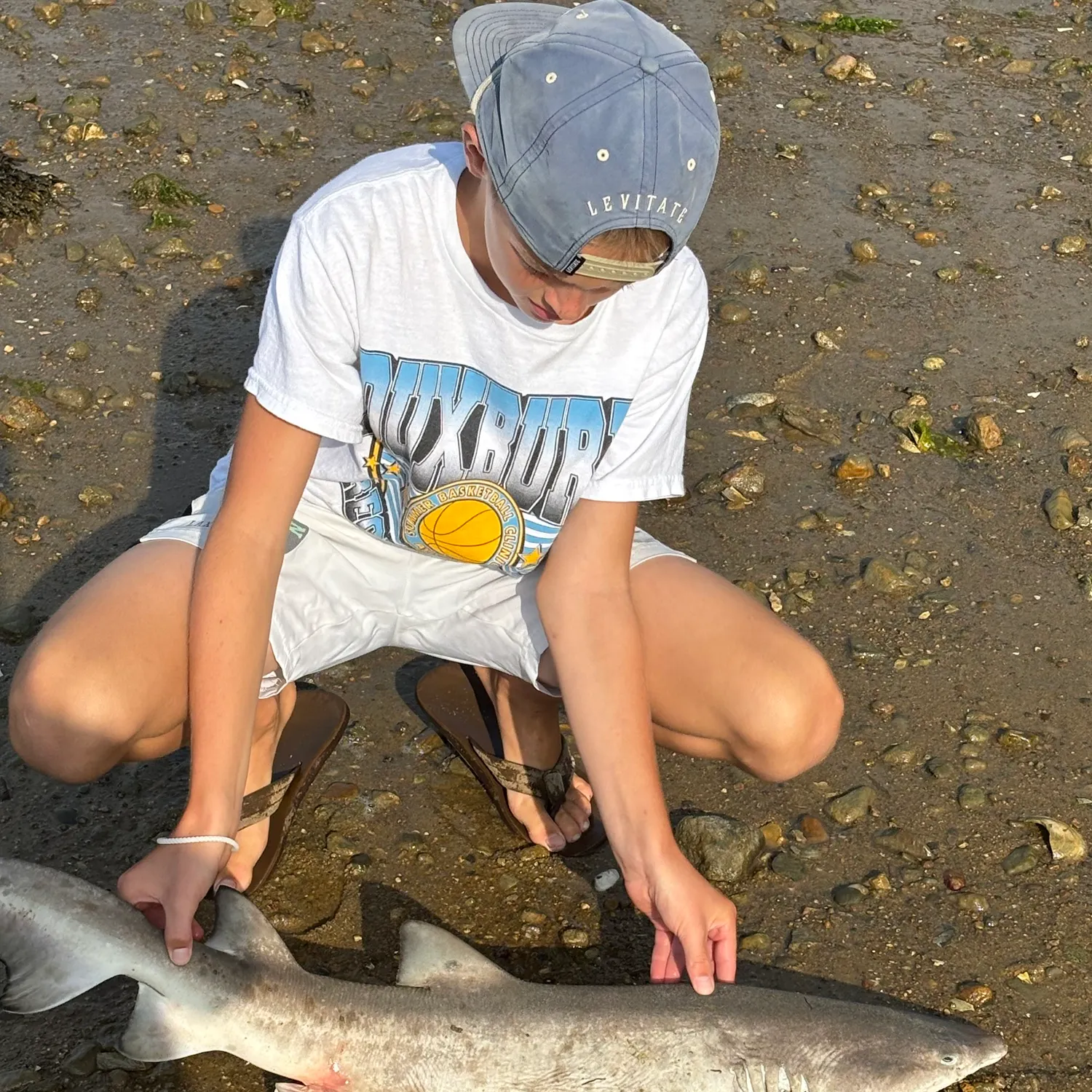 The most recent Lemon shark catches on Fishbrain