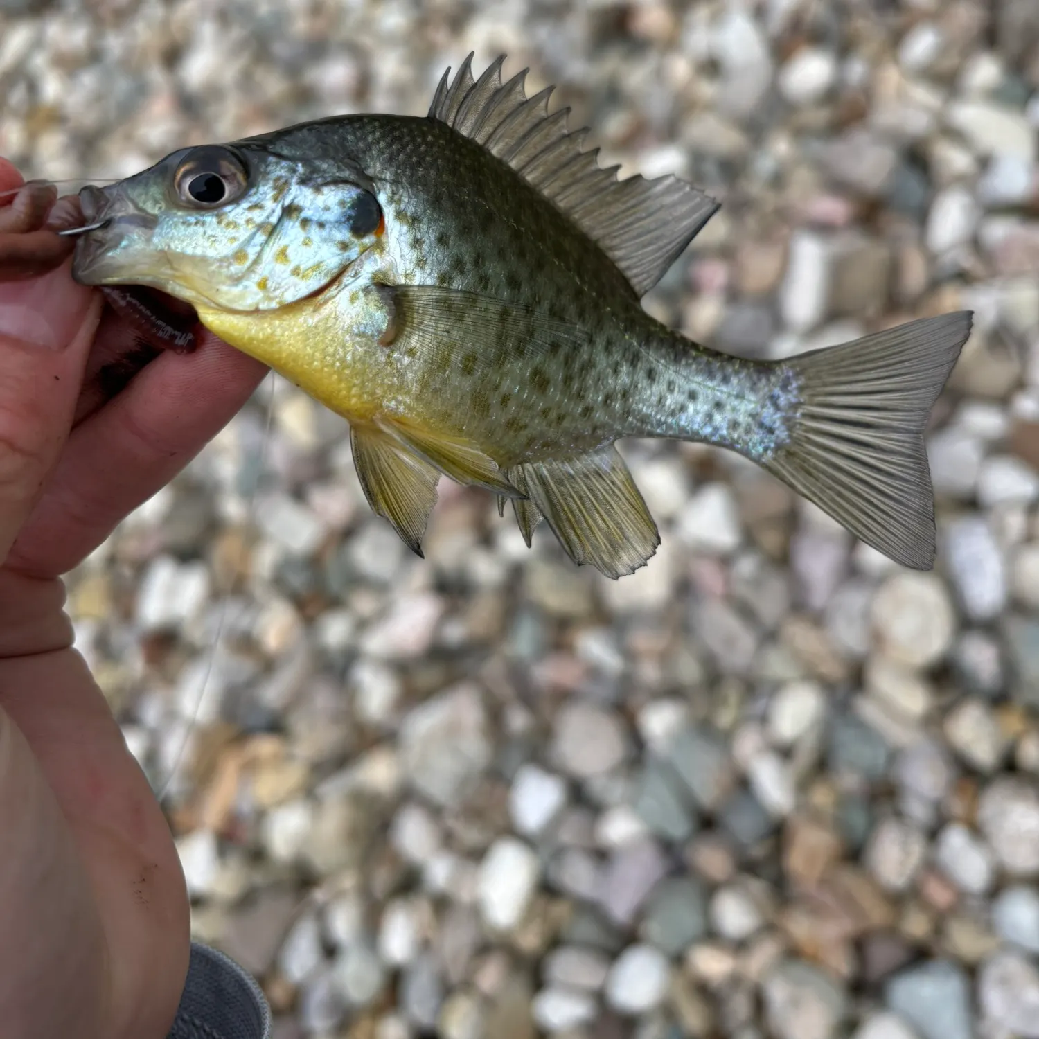 The most recent Orangespotted sunfish catches on Fishbrain