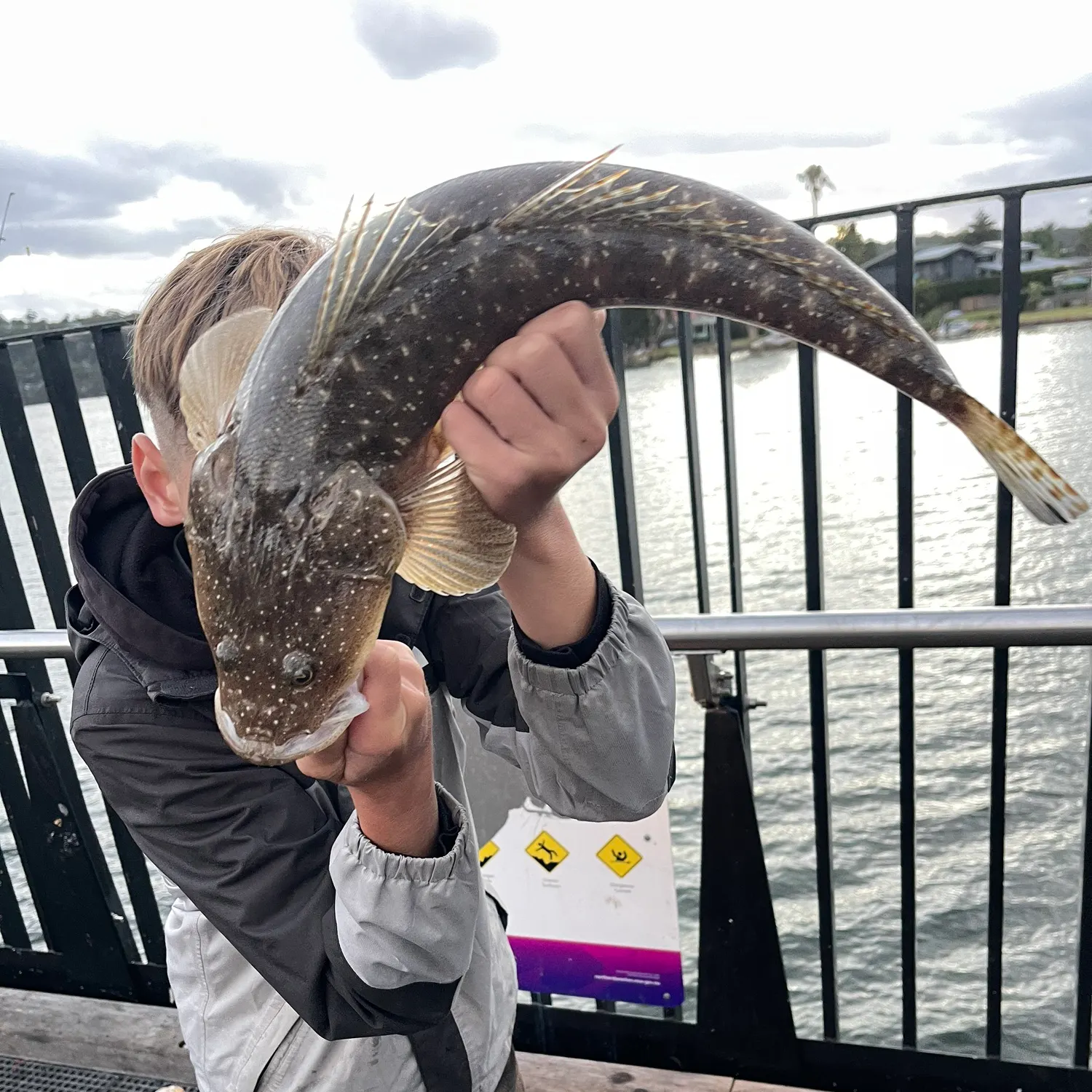 The most recent Dusky flathead catches on Fishbrain