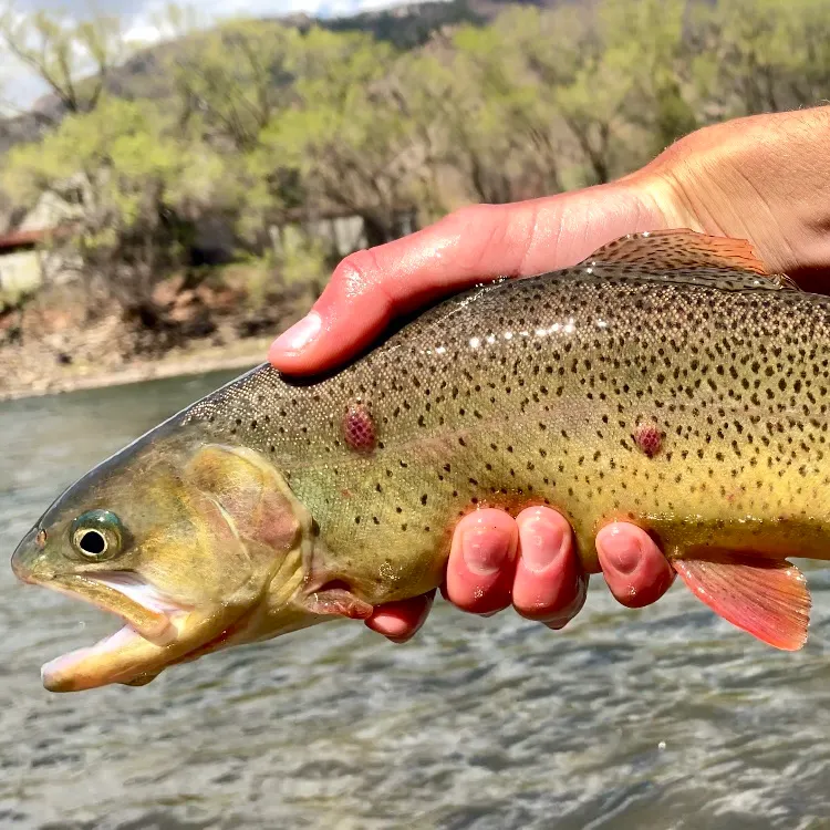 The most recent Snake River fine-spotted cutthroat trout catches on Fishbrain