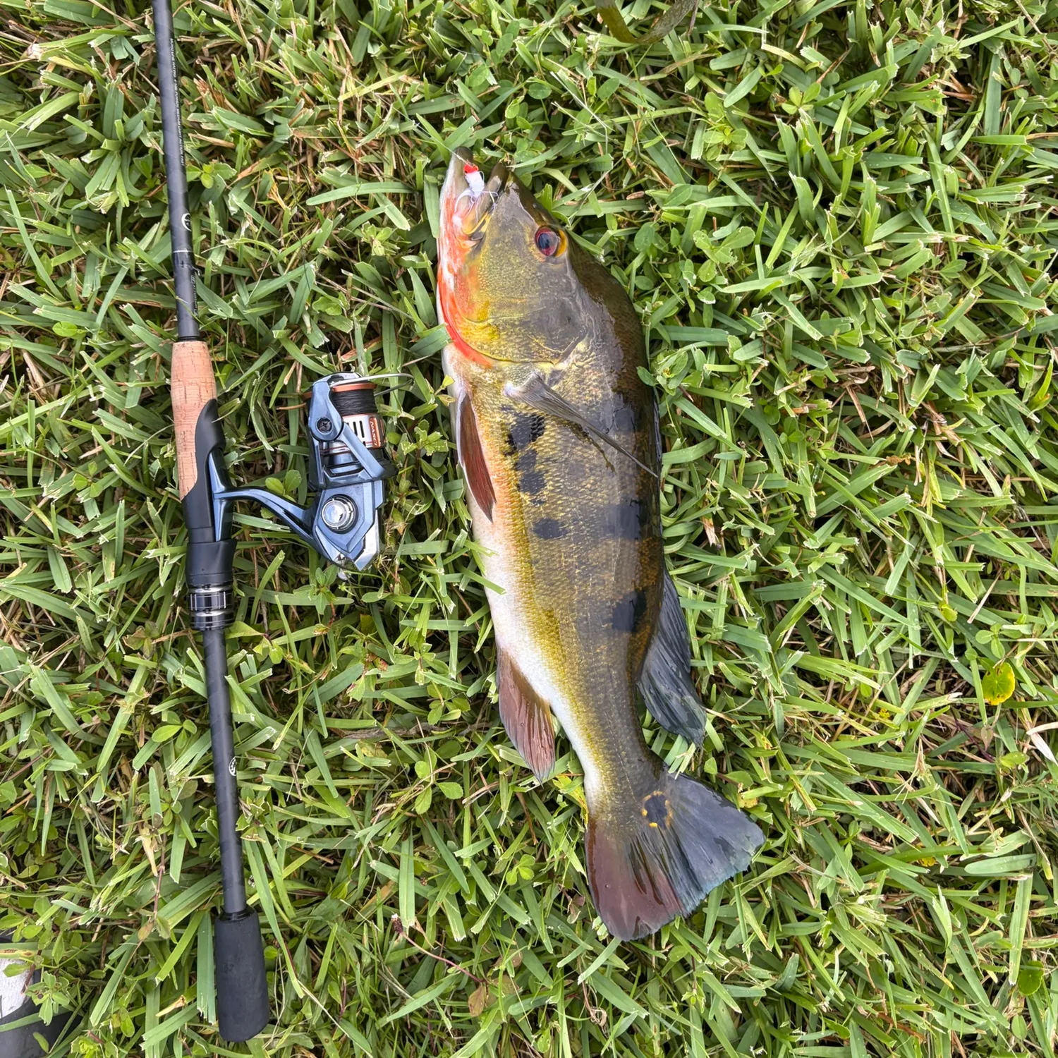 Butterfly peacock bass caught on Fishbrain