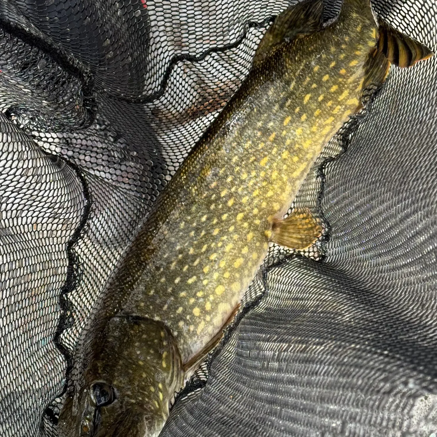 Northern pike caught on Fishbrain