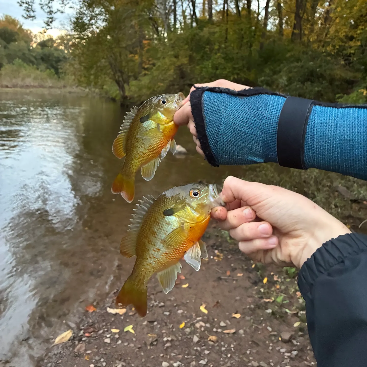 Redbreast sunfish caught on Fishbrain