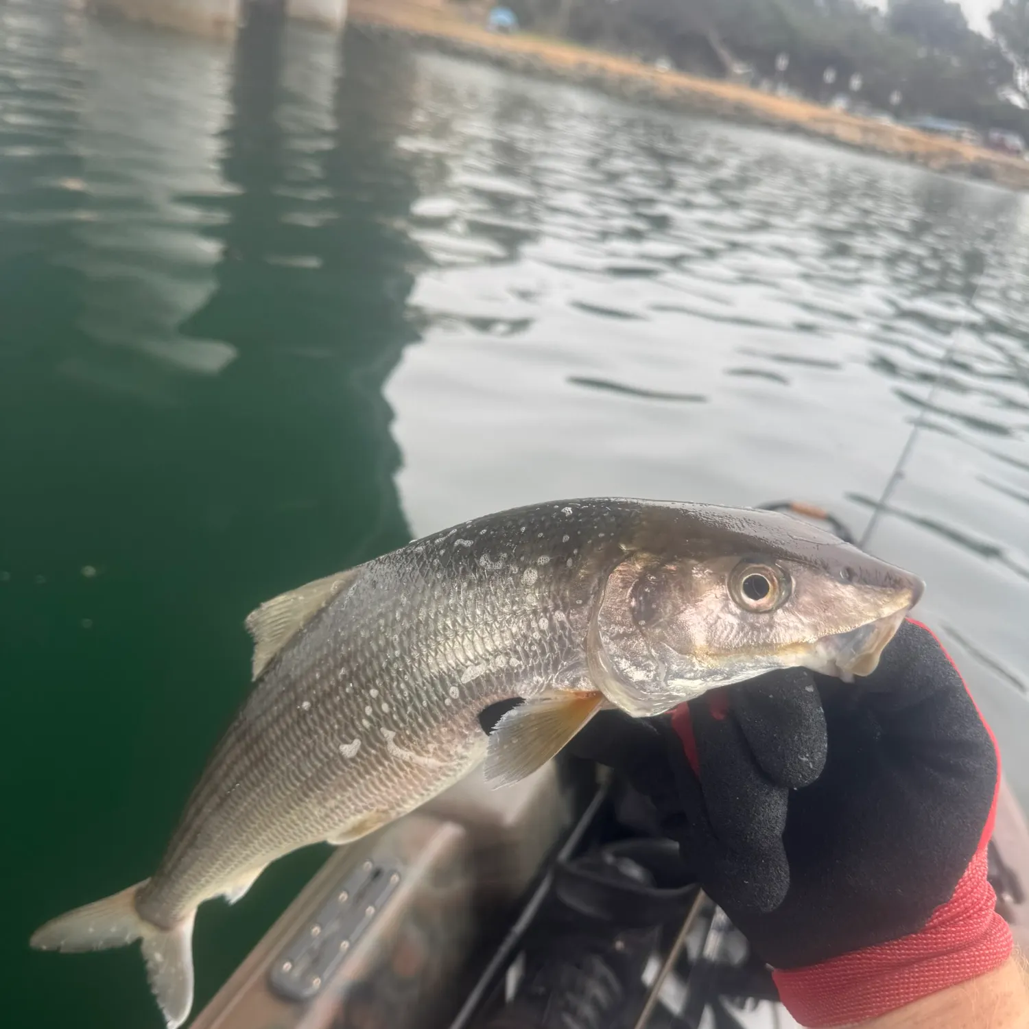 The most recent Cortez bonefish catches on Fishbrain