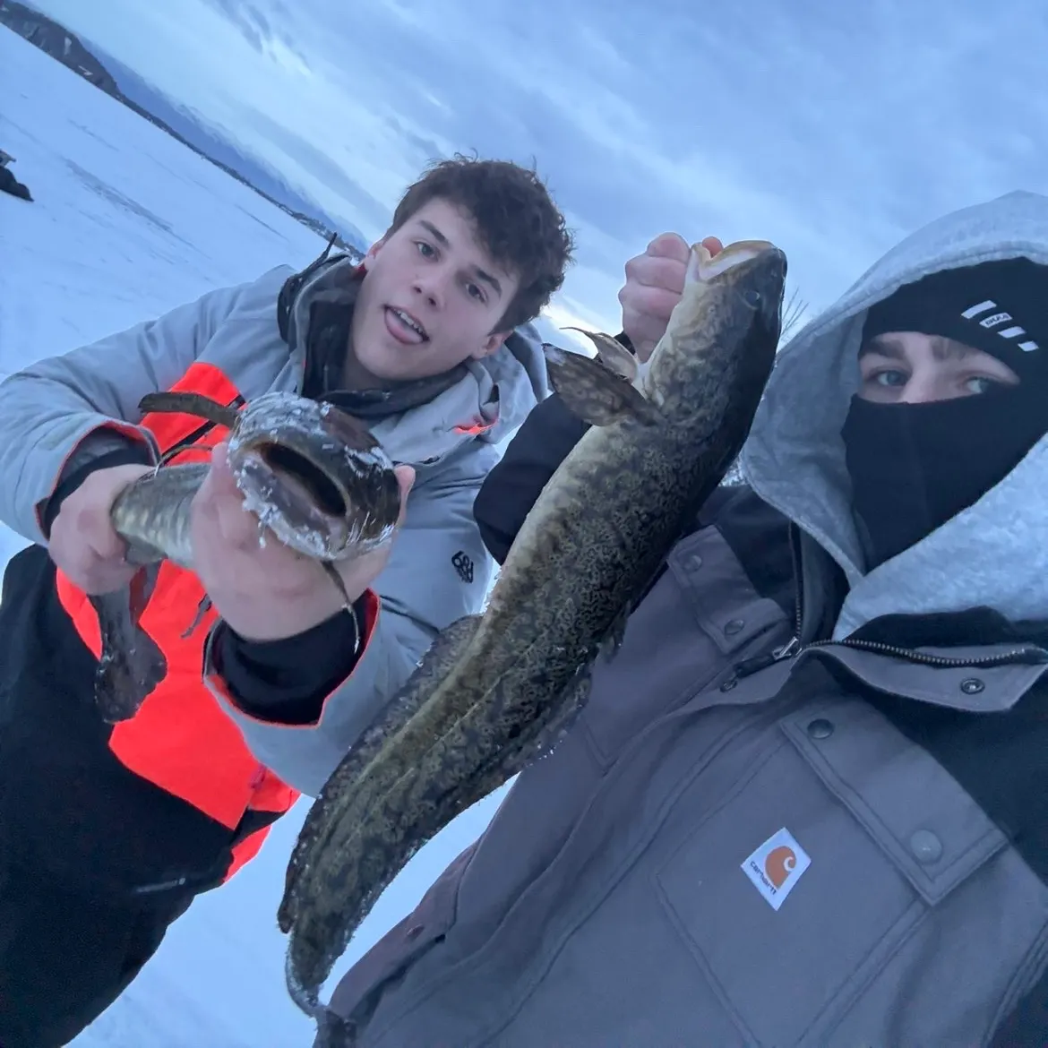 The most recent Burbot catches on Fishbrain