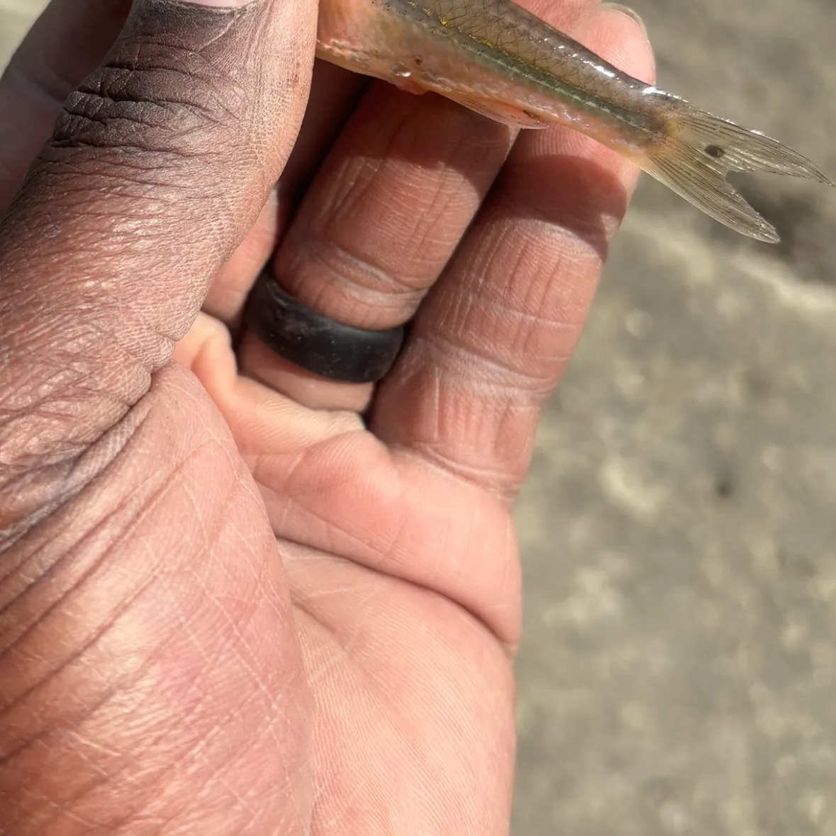 The most recent River shiner catches on Fishbrain