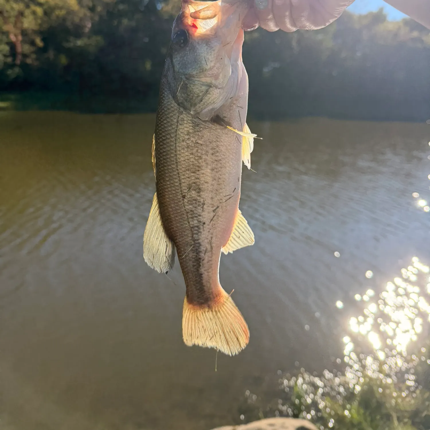 Largemouth bass caught on Fishbrain