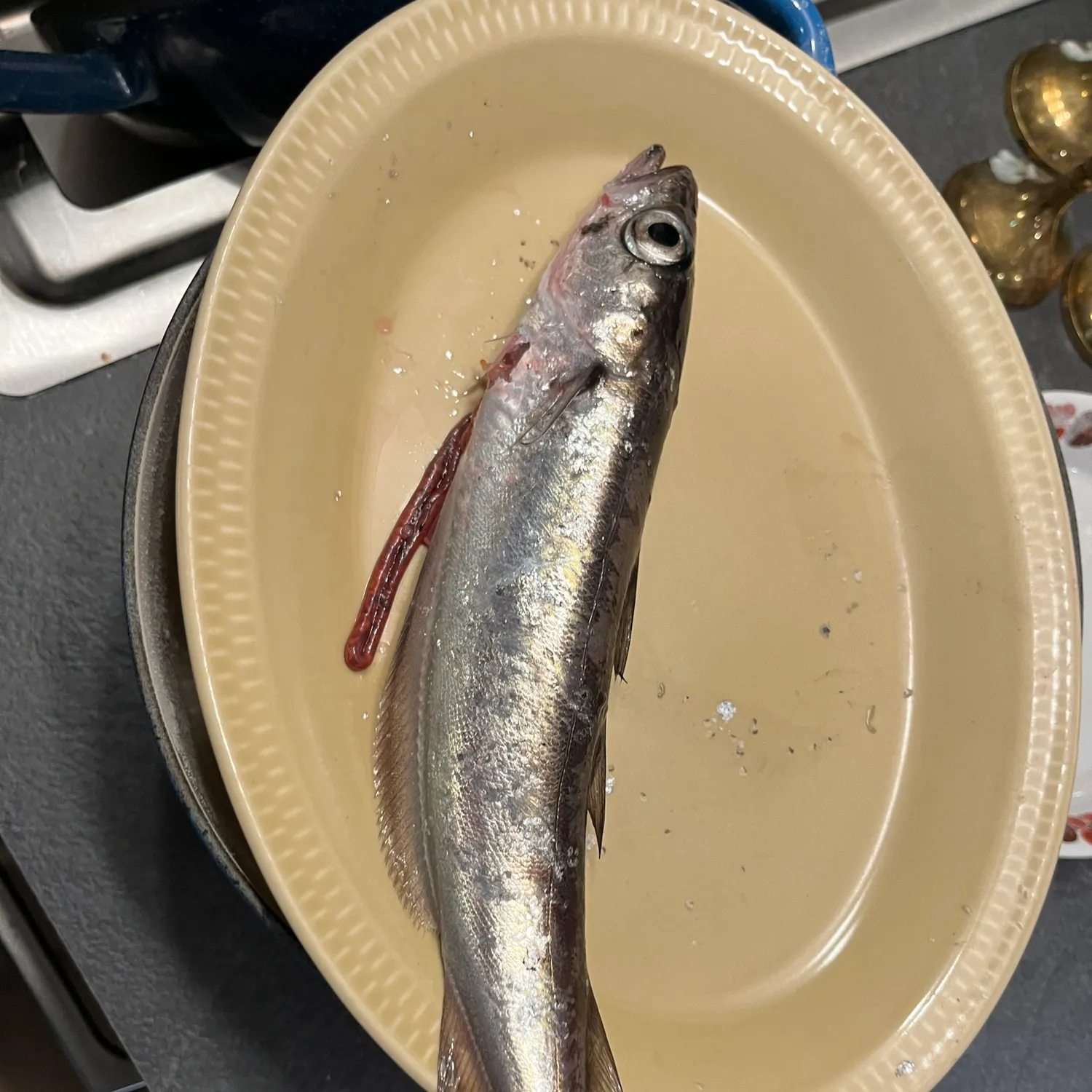 The most recent Blue whiting catches on Fishbrain