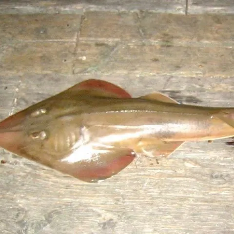 The most recent Pacific shovelnose guitarfish catches on Fishbrain
