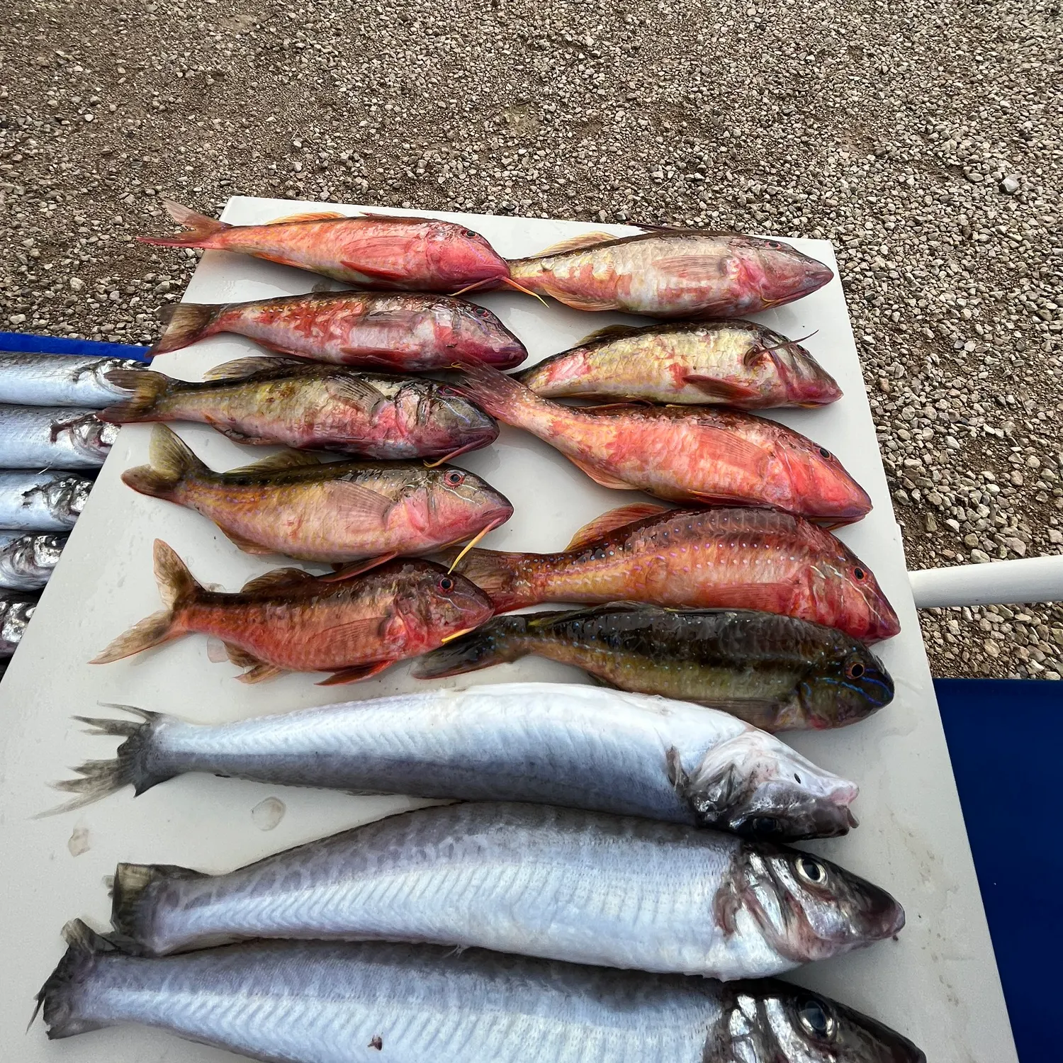 The most recent Red mullet catches on Fishbrain