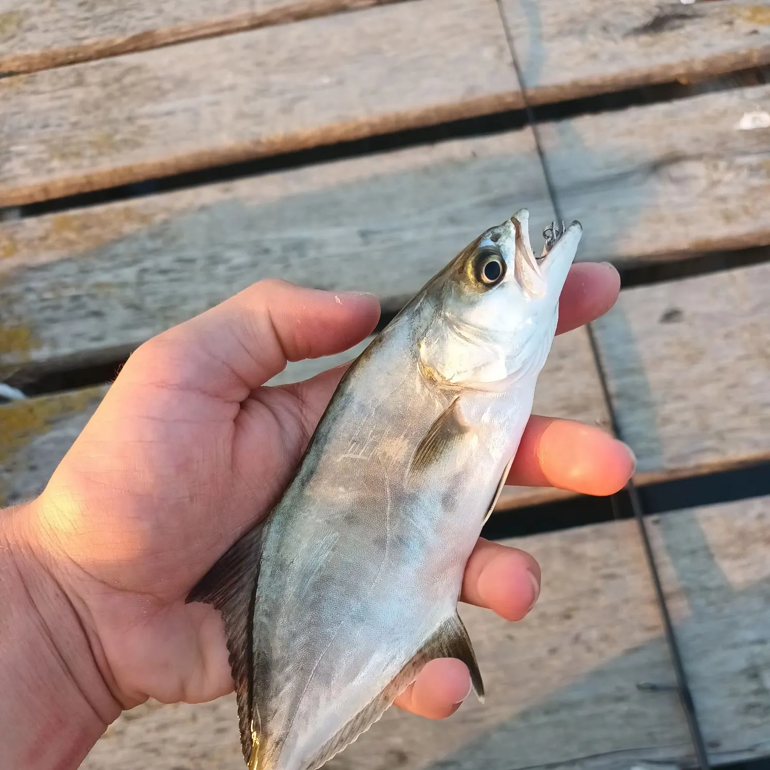 The most recent Leerfish catches on Fishbrain