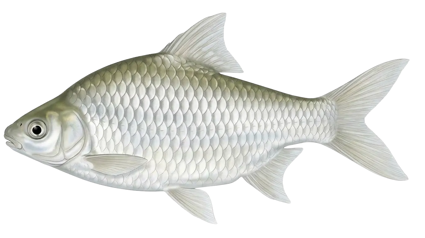 Java barb