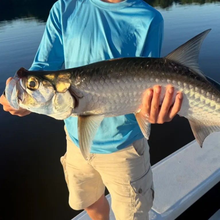The most recent Tarpon catches on Fishbrain