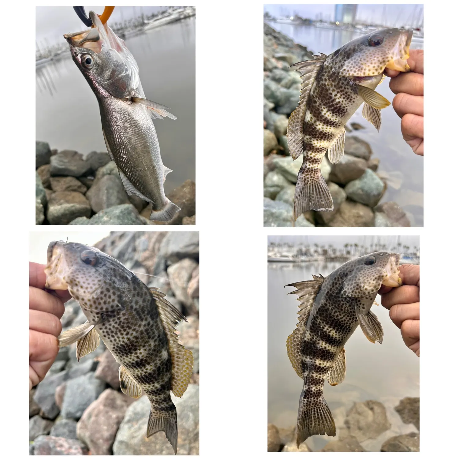 recently logged catches