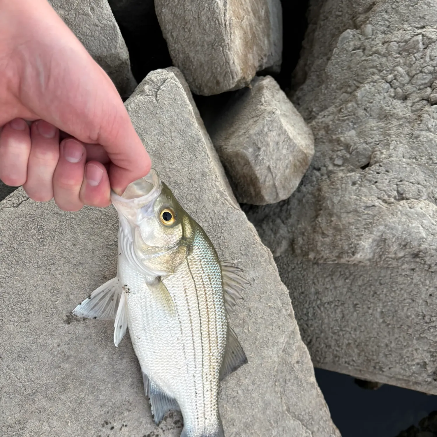 White bass caught on Fishbrain