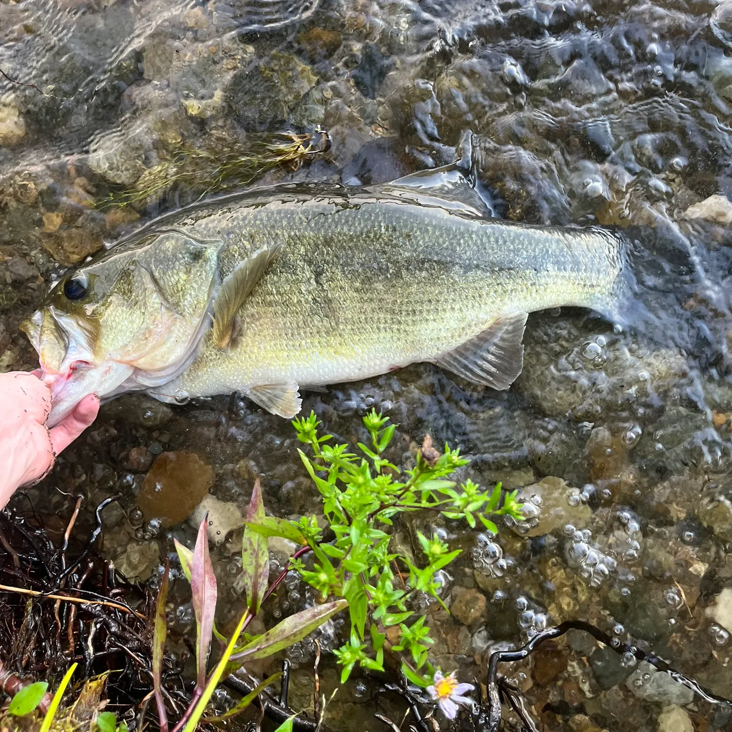 Largemouth bass caught on Fishbrain
