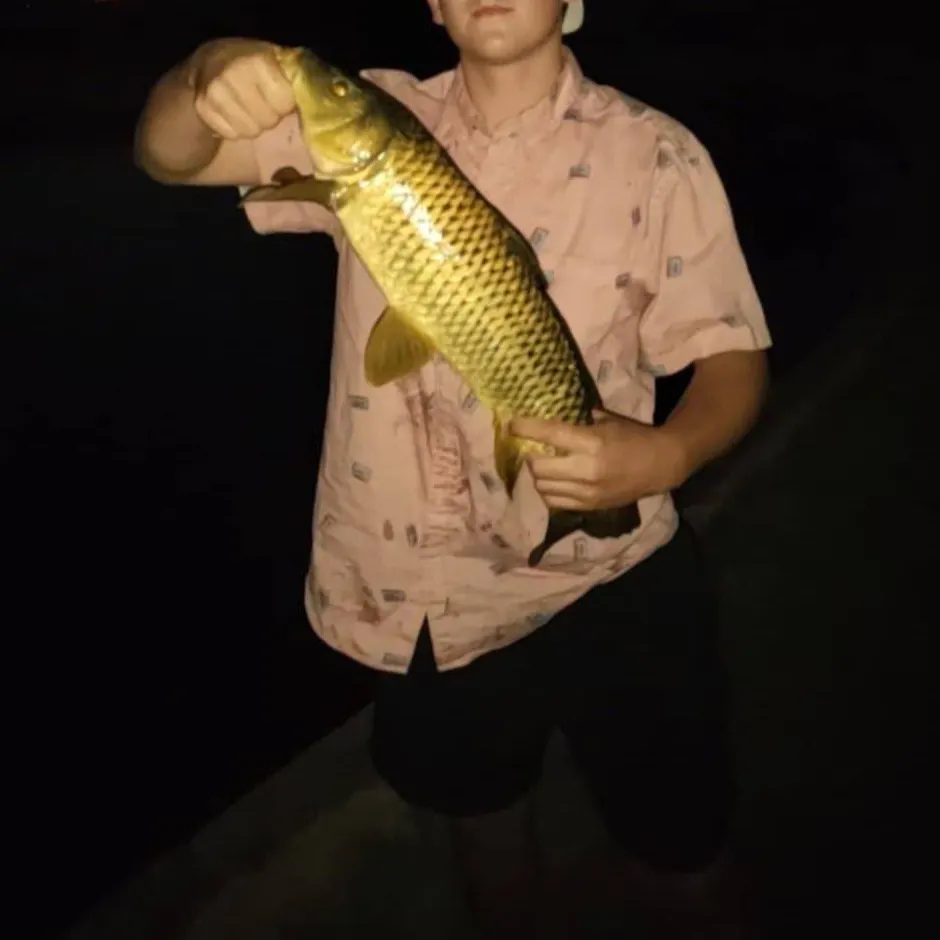 The most recent Common carp catches on Fishbrain