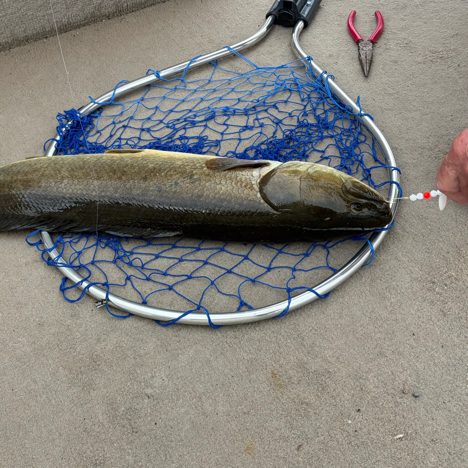 Eyetail bowfin caught on Fishbrain