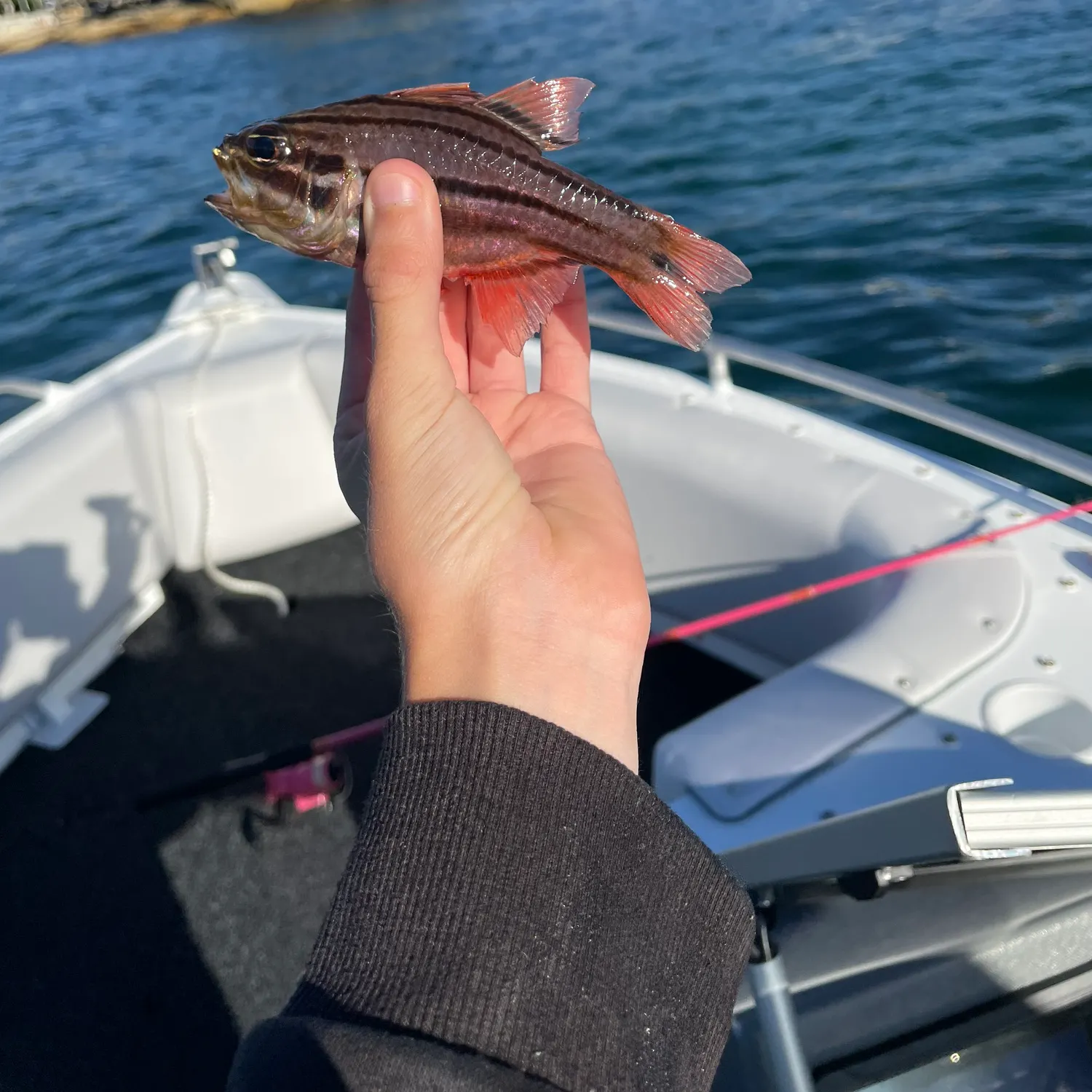 The most recent Sydney cardinalfish catches on Fishbrain