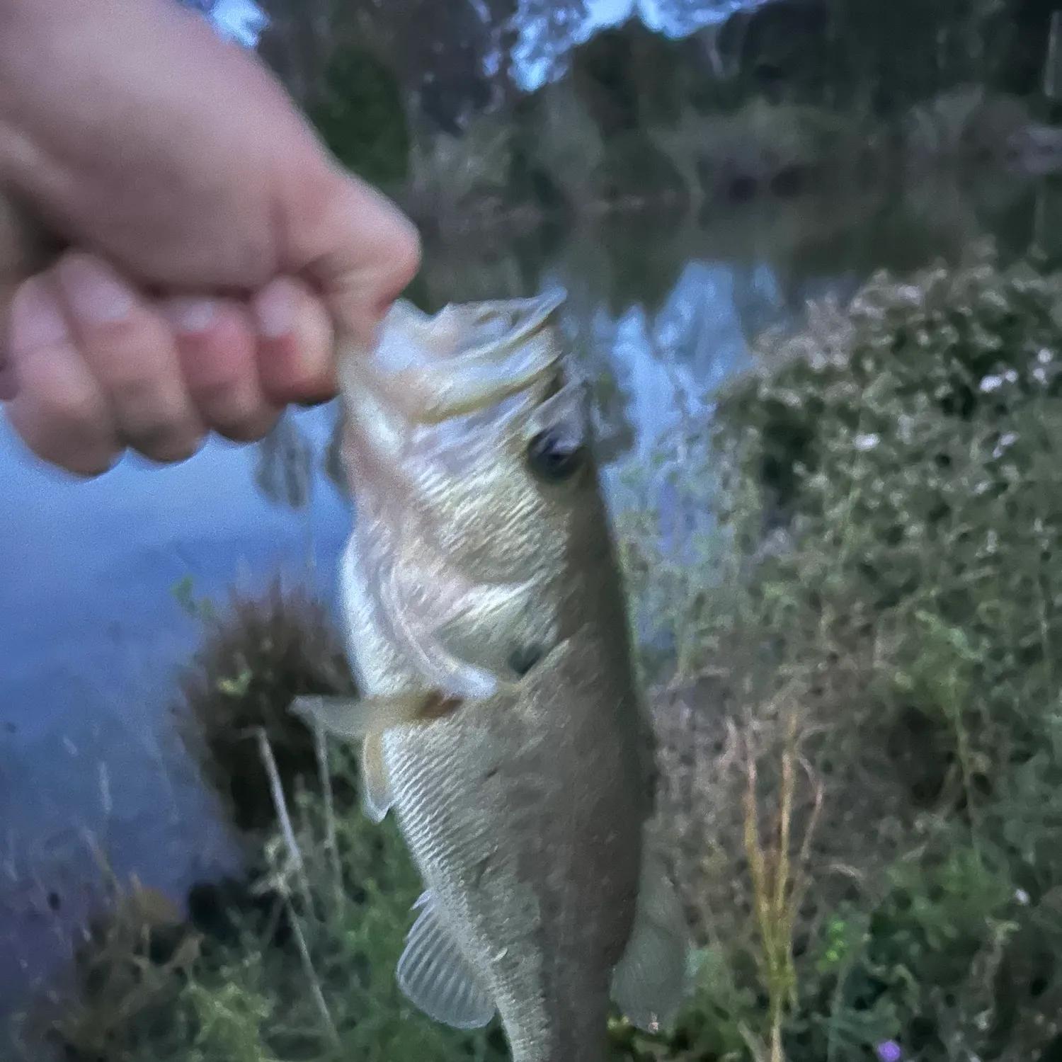 Largemouth bass caught on Fishbrain