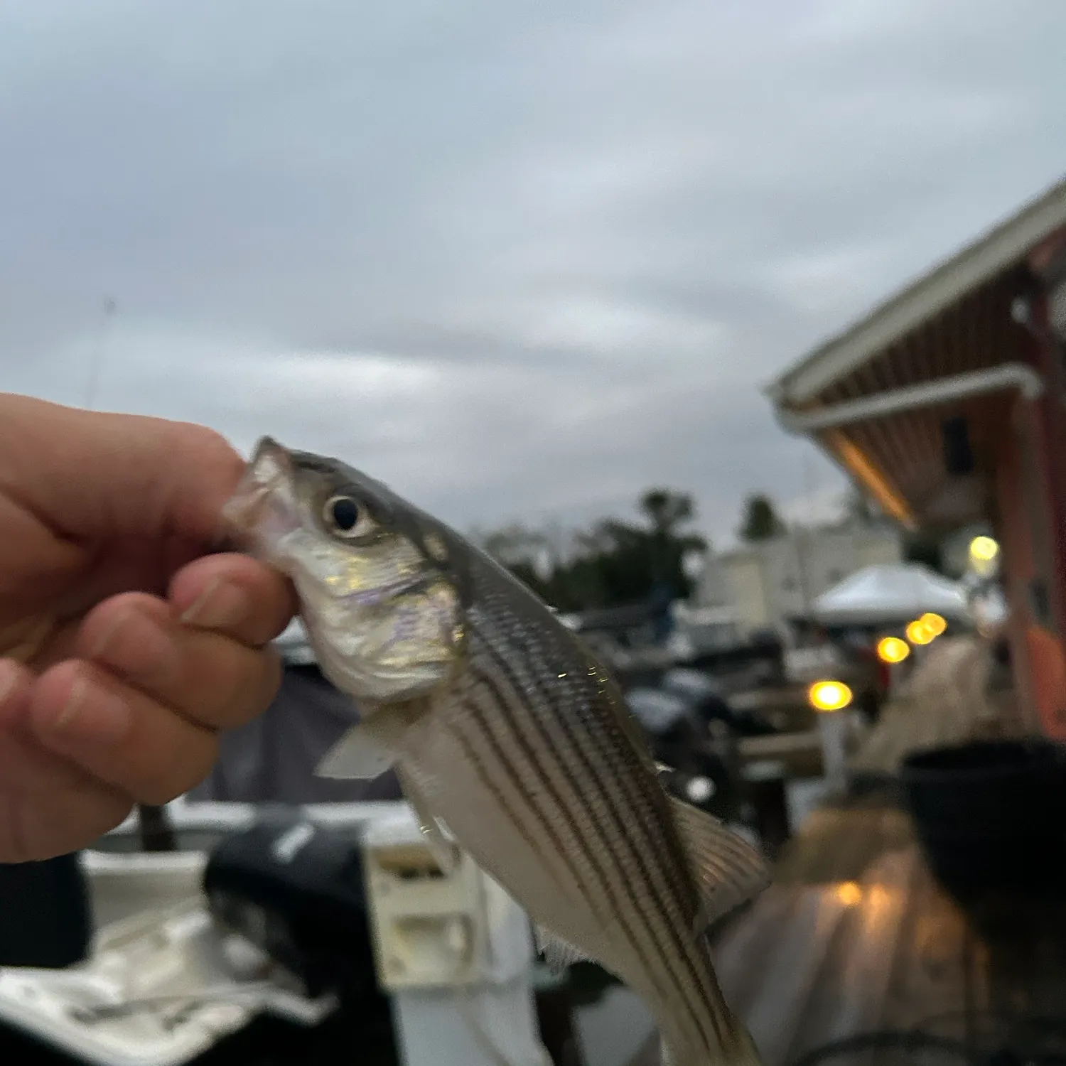 Striped bass caught on Fishbrain