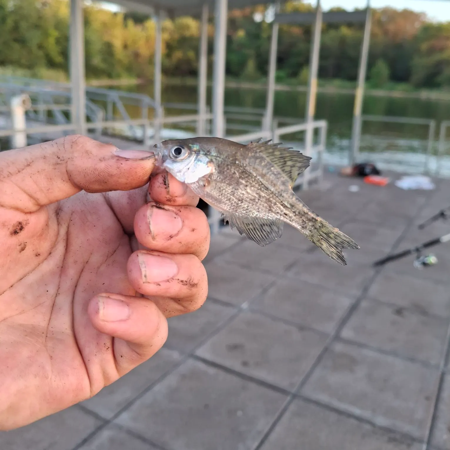 White crappie caught on Fishbrain