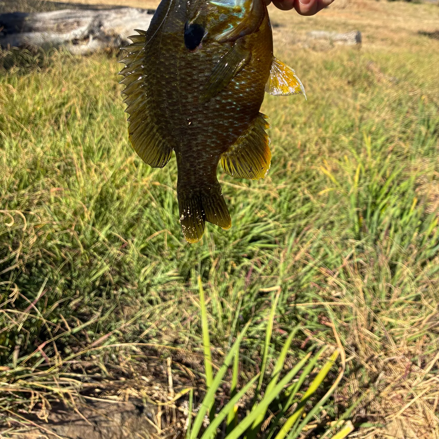 The most recent Greengill hybrid catches on Fishbrain